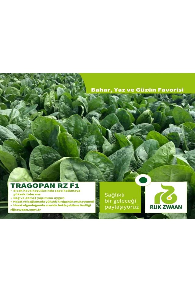 ithal ıspanak tohumu TRAGOPAN RZ F1 (51-185) 250 gr