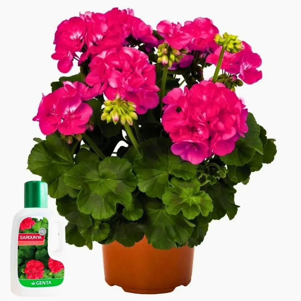 Sardunyalar Için Sıvı Besin 500 ml