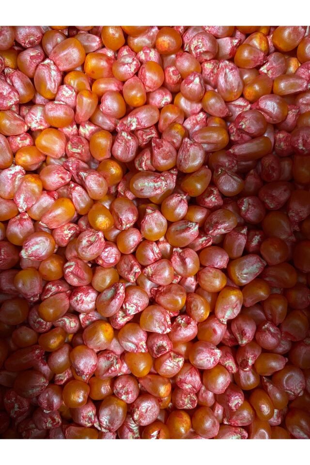 Yerli Doğal Süt Mısır Haşlama Közleme 250gr Tohum (tartılıp başka ambalajda gönderilir)