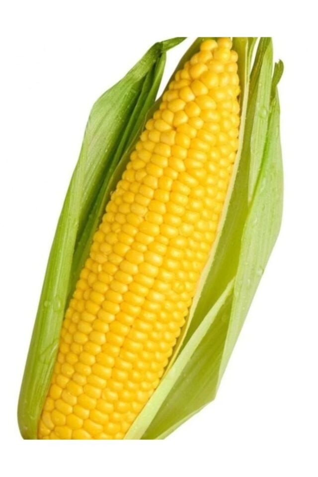 Yerli Doğal Süt Mısır Haşlama Közleme 250gr Tohum (tartılıp başka ambalajda gönderilir)