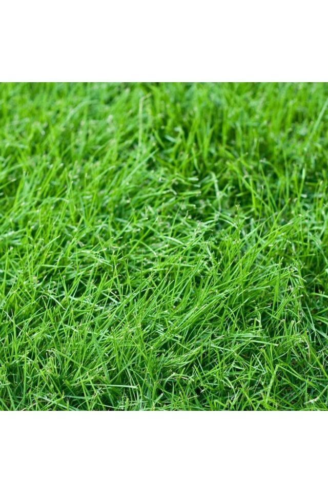 6’lı Karışım İthal Çim Tohumu (1 KG)