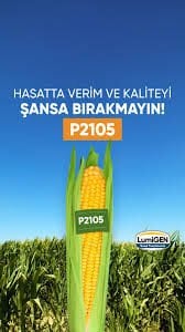 Pıoneer 2105 Mısır Tohumu Danelik 50000 Adet