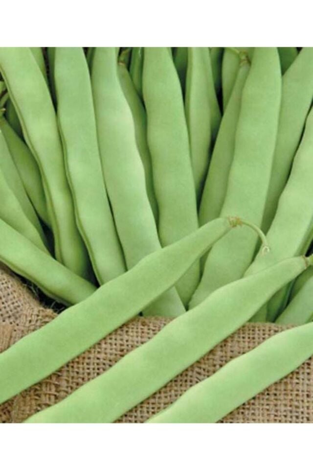Fasülye Tohumu Gına Tipi Ipliksiz Oturak Fasulye Taze Fasulye 250 Gr