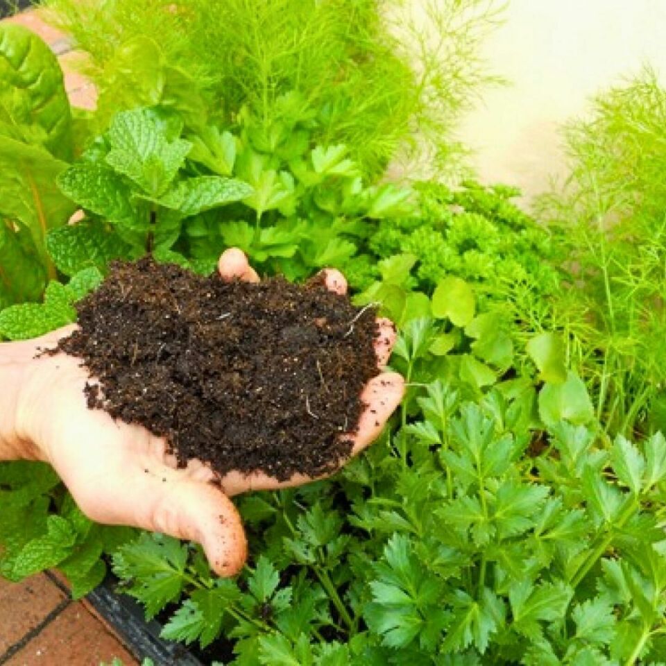 Genel Kullanım Torfu Saksı Toprağı 5 Lt