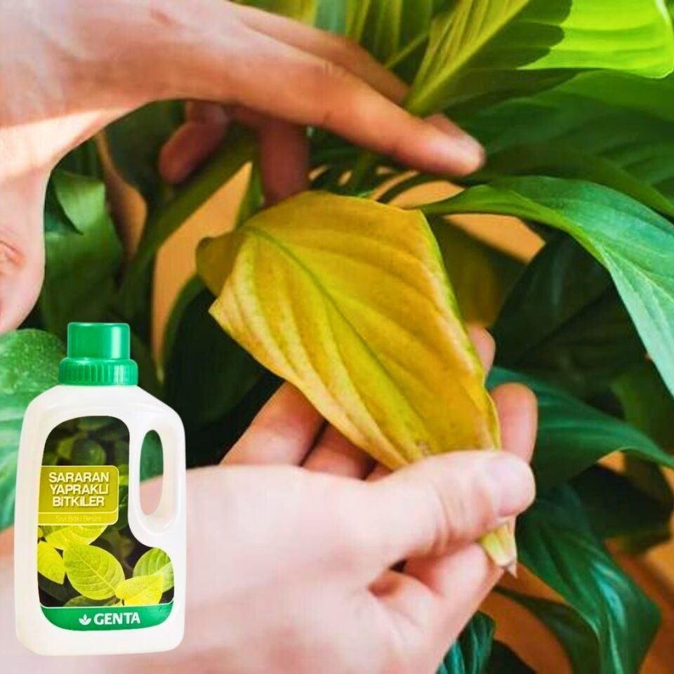 Sararan Yapraklar Için Sıvı Besin Sararma Önleyici Sıvı Gübre 500 ml