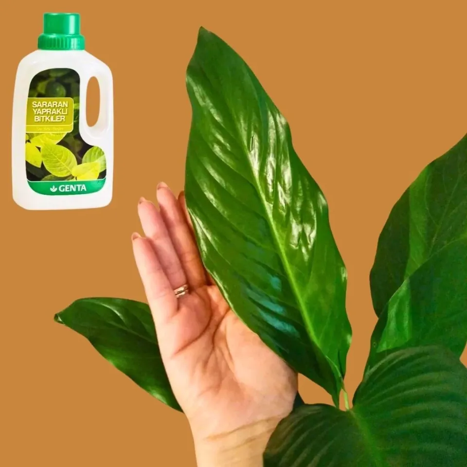 Sararan Yapraklar Için Sıvı Besin Sararma Önleyici Sıvı Gübre 500 ml