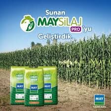 Hido Silajlık Mısır Tohumu (50000 TOHUM) 2025