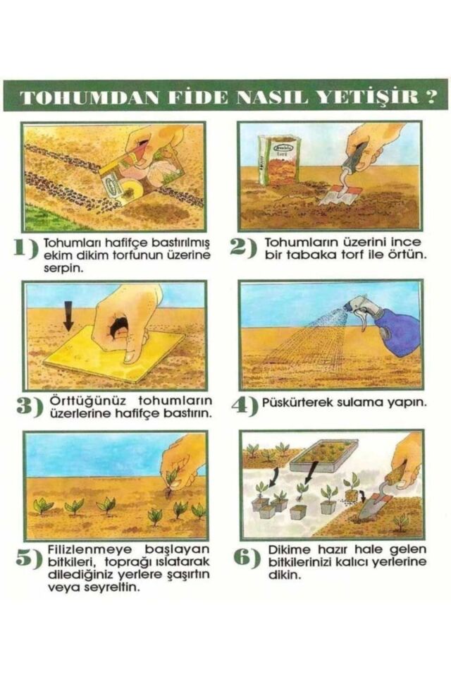 Karışık Renkli Kısa Petunya Çiçek Tohumu