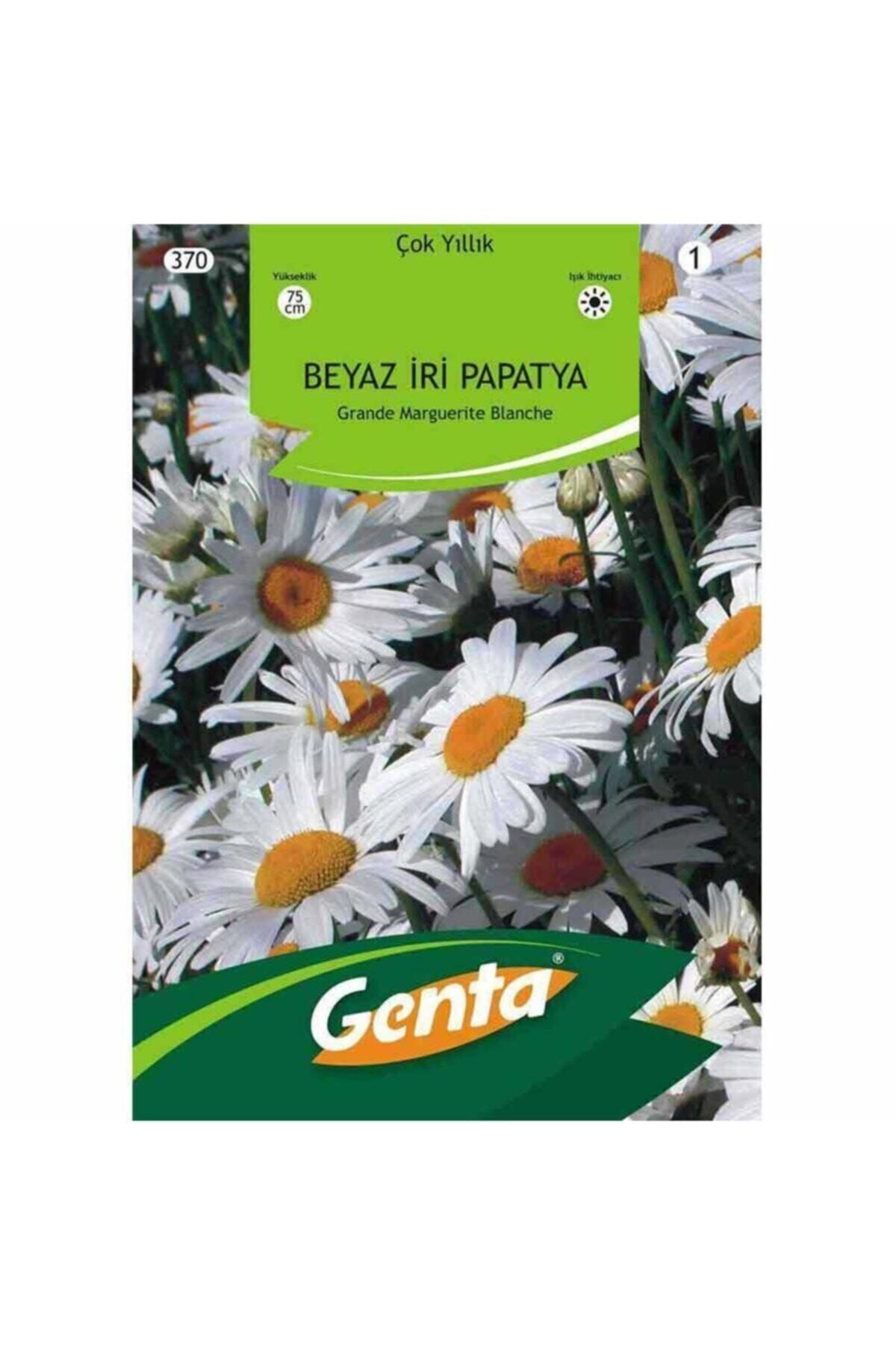 Margrit Papatya Alman Papatyası Tohumu