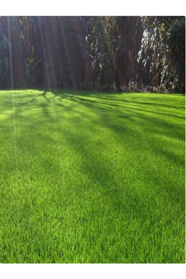 7 Günde Çimlenen Karışım Çim Tohumu 1,5 Kg 6 Lı Bölünüp Başka Ambalajda Gönderilecektir
