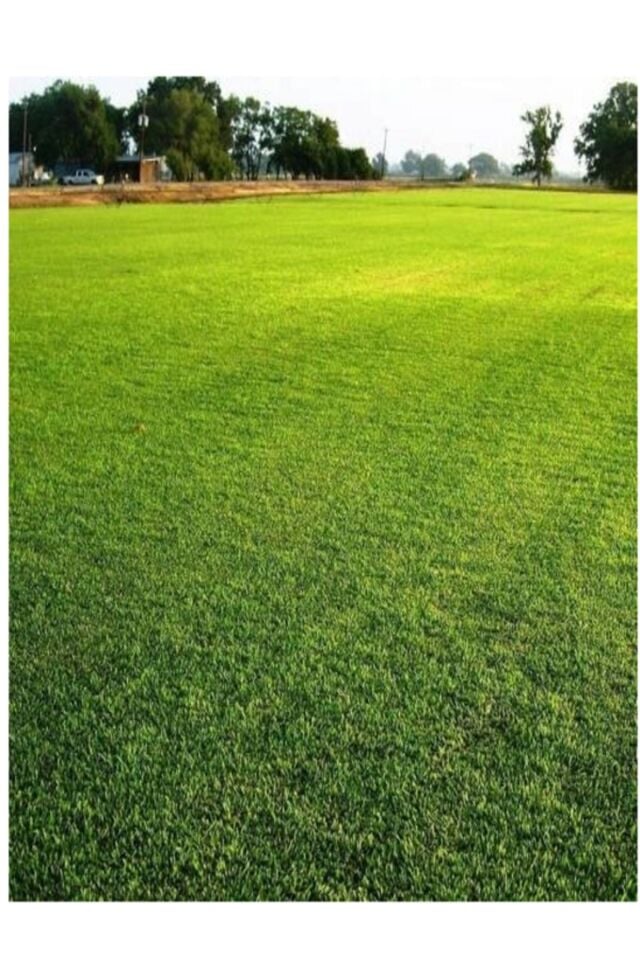 7 Günde Çimlenen Karışım Çim Tohumu 1,5 Kg 6 Lı Bölünüp Başka Ambalajda Gönderilecektir