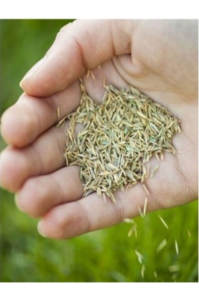 Greenbiz 7 Günde Çimlenen Üzerine Basılabilir Alkano 6'lı Karışım Çim Tohumu 1kg