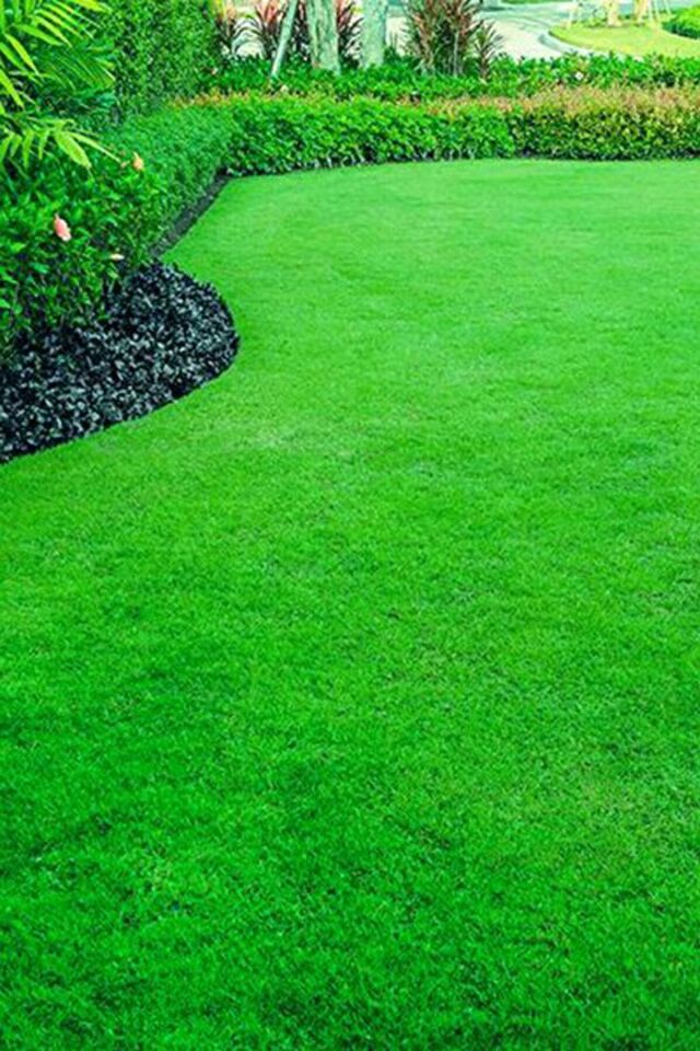 30 Kg. Çim Tohumu 6m Grass Mixture 3 Çuval Ithal Karışım Çim Tohumu Özel Tohum