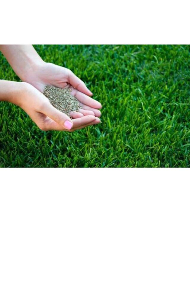 30 Kg. Çim Tohumu 6m Grass Mixture 3 Çuval Ithal Karışım Çim Tohumu Özel Tohum