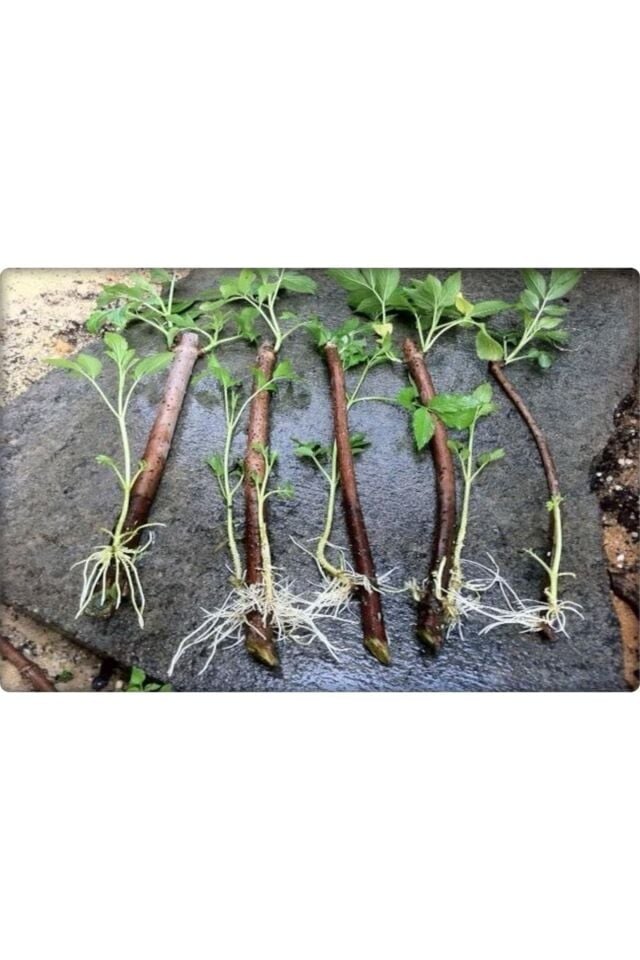 Köklendirici Hormon Indol Butirik Asit (50 GR) Elfer Root