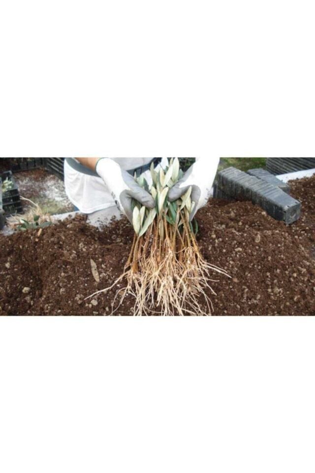 Köklendirici Hormon Elfer Root (50 Gr) Indol Bütirik Asit