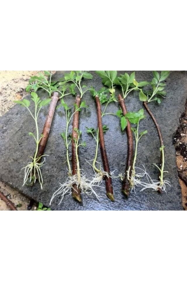 Köklendirici Hormon Elfer Root (50 Gr) Indol Bütirik Asit