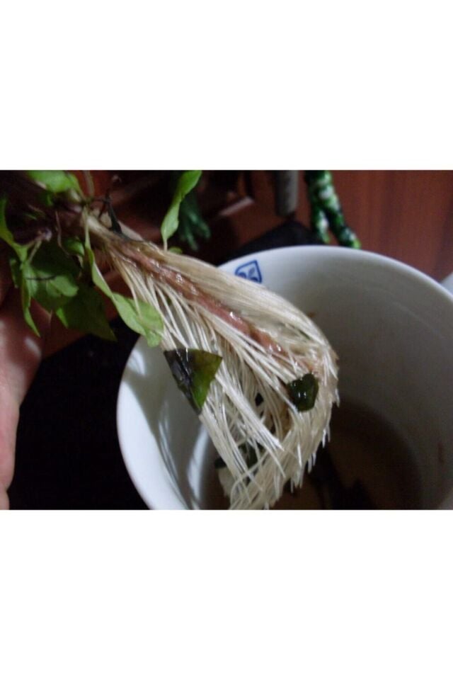 Köklendirici Hormon Elfer Root (50 Gr) Indol Bütirik Asit