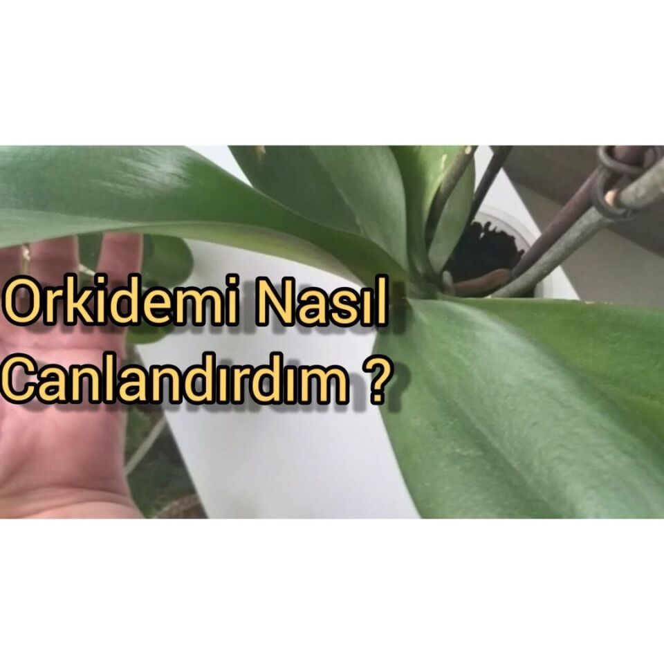 Genta Orkide Sıvı Bitki Besini Sıvı Gübre 500 ml