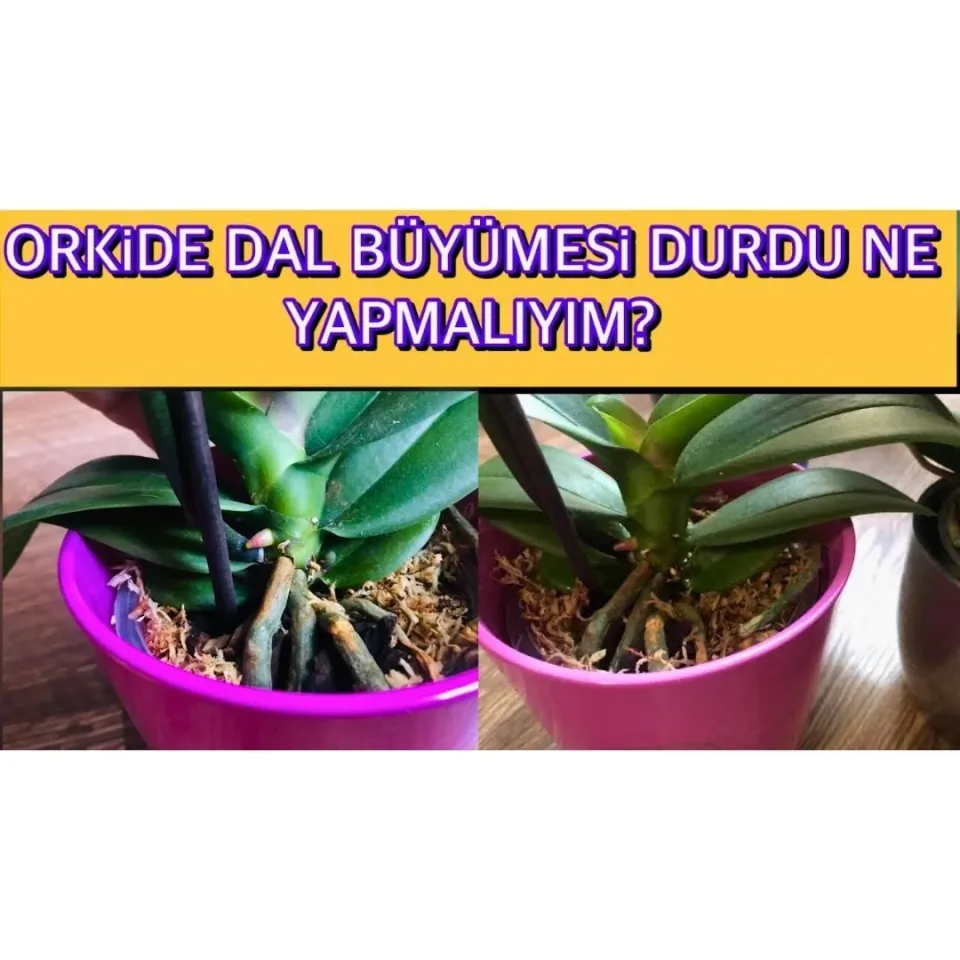 Genta Orkide Sıvı Bitki Besini Sıvı Gübre 500 ml