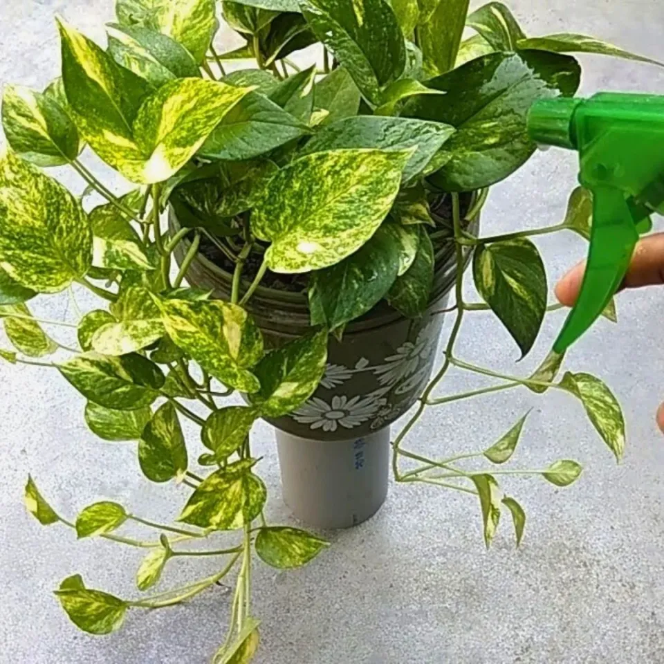 Genta Yeşil Yapraklı Bitkiler Için Sıvı Besin 500 ml