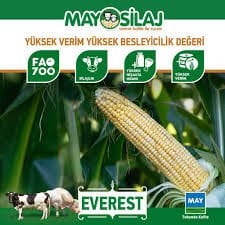 May tohum Everest Mısır Tohumu