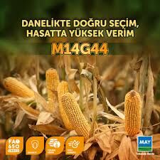 May Tohum M14G44