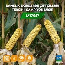 May Tohum M17G17 Mısır Tohumu