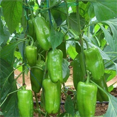 İstek F1 Hibrit Dolmalık Kurutmalık Tokat Biber Tohumu 1000 Çk/Pk