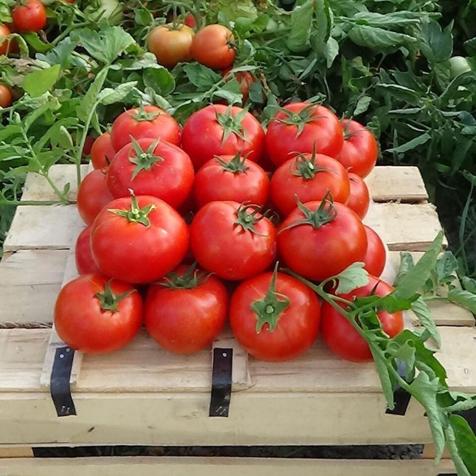 Nergis F1 Hibrit Oturak İri Lezzetli Domates Tohumu 1000 ÇK/Pk