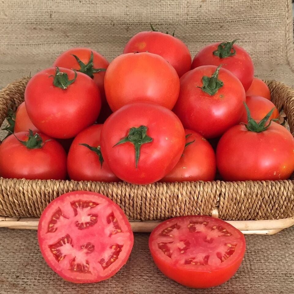 Nergis F1 Hibrit Oturak İri Lezzetli Domates Tohumu 1000 ÇK/Pk