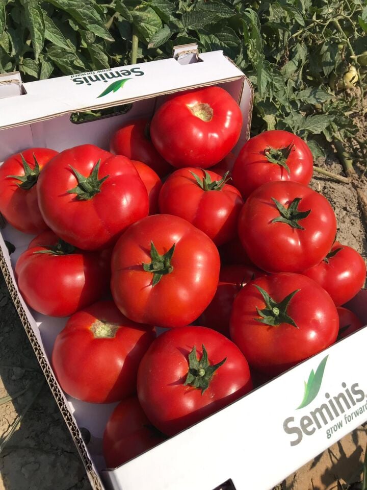 SVTD 8033 Hibrit Oturak Domates Tohumu 100 Çk/Pk