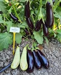 CRAWELL F1 Patlıcan Tohumu 1000 Çk/Pk