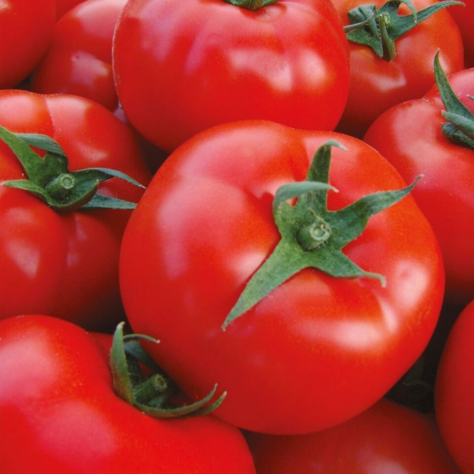 Şahmat F1 Sırık Domates Tohumu 1000 Çk/Pk