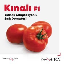 Kınalı F1 Sırık Domates Tohumu 1000 Çk/Pk