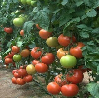 Kınalı F1 Sırık Domates Tohumu 1000 Çk/Pk