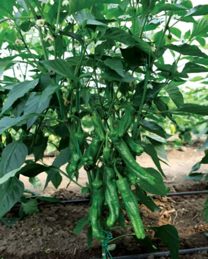 Köylüm F1 Üç Burun Köy Biberi 1000 Pk/Çk