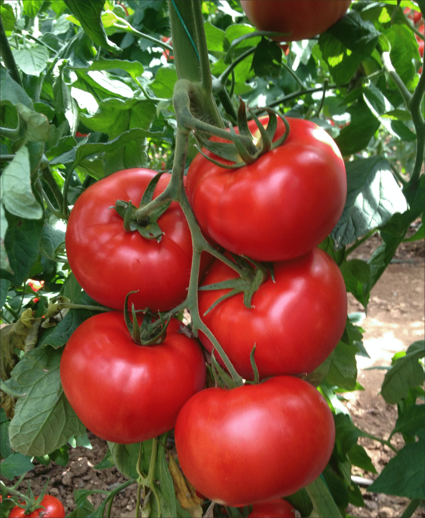 Namlı F1 Sırık Domates Tohumu 1000 Çk/Pk