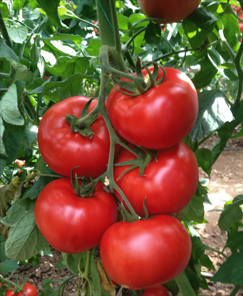 Namlı F1 Sırık Domates Tohumu 1000 Çk/Pk