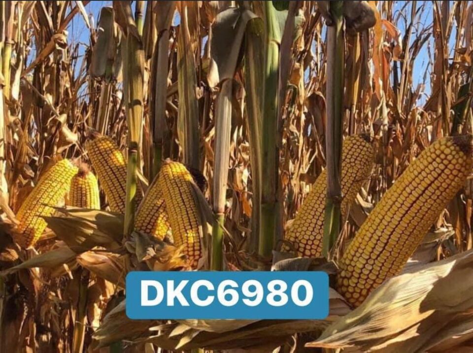 Dekalp DKC 6980 Standart Mısır Tohumu