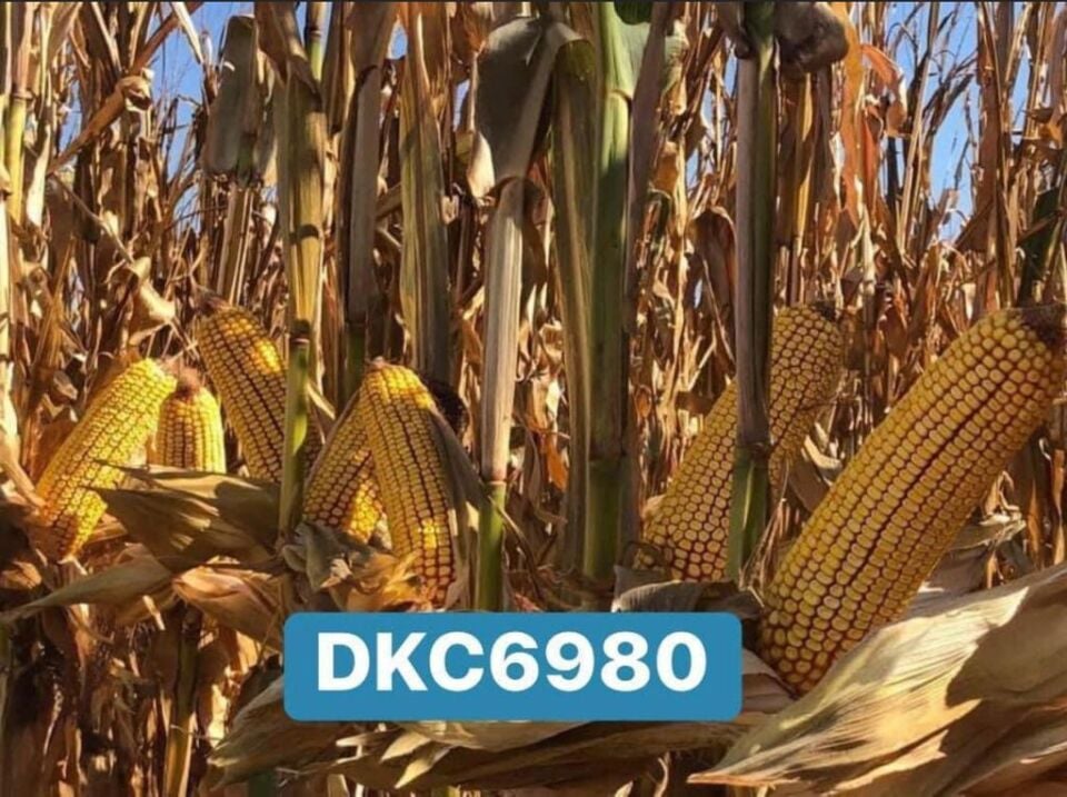 Dekalp DKC 6980 Standart Mısır Tohumu