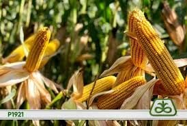 Pioneer P1921 Standart 50000 ad/pk