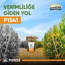 Pioneer Tohum P1541 Mısır Tohumu Çift İlaçlı 50000 ad/paket