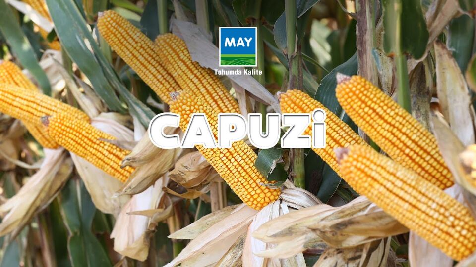 May Tohum Capuzi Mısır
