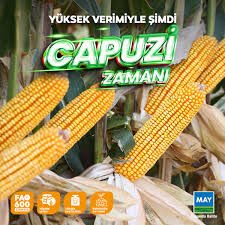 May Tohum Capuzi Mısır
